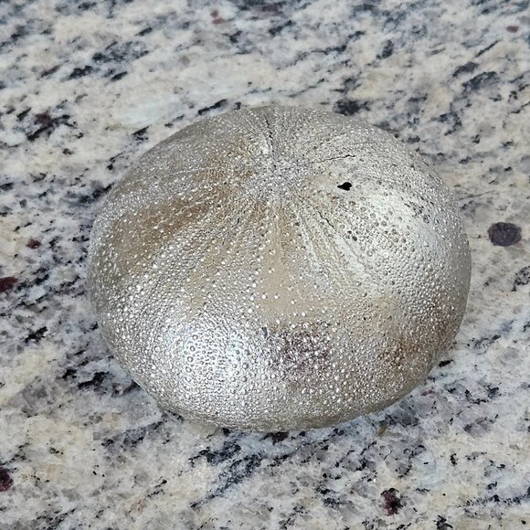 REGINA ANDREW SILVER SEA URCHIN COASTAL BEACH VASE FILLER HOME TABLE DECOR - Picture 2 of 6